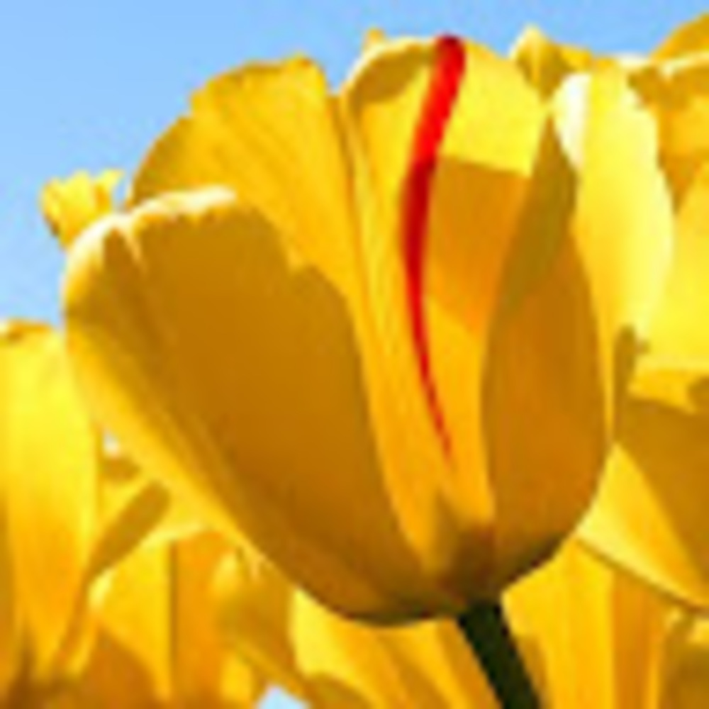 Meet your Posher, Toyin